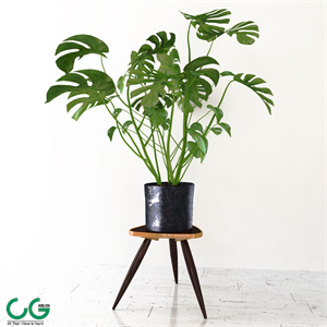 Monstera